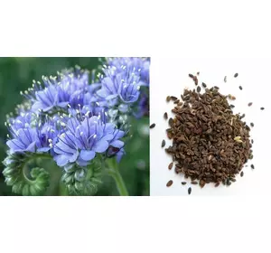 Сепаратор САД для очищення і калібрування фацелії Сепаратор САД для очищення і калібрування фацелії